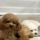 바오그루밍 이미지