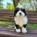 행복한 강아지 이미지