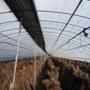 용두산농장 이미지