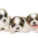 도담동물의료센터 이미지