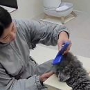 쑝이네 애견샵 이미지