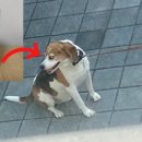 (주)대웅펫 이미지