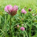 레드클로버 이미지