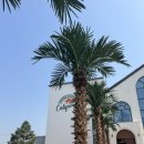 (주) 나유 | 청주 대형카페 캘리포니아 내돈내산 솔직후기