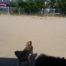 개놀자까페 이미지