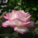 부여(외산)-6 Daum카페