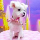 퍼피투게더 이미지