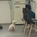 스텔라바디핏 이미지