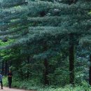 잣나무숲 이미지