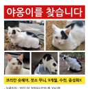 젓소 무늬 점박이 코리안 숏헤어 코숏 고양이, 9개월, 젓소 무늬, 수컷, 중성화X, 이름은 아기돼지 이미지