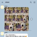 그루밍제주 이미지