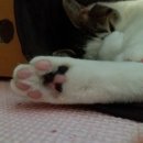 애플당당스튜디오 | 고양이용 그릇 만들기 | 도자기 페인팅 후기