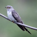 뻐꾸기PC 이미지