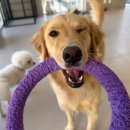 (주)하울팟케어클럽 이미지