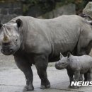 코뿔소 이미지