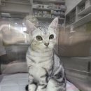 반포자이동물병원 | 반포자이동물병원 고양이 수컷 중성화수술 시기와 과정 - 아메리칸 숏헤어 탄이