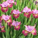 아이리스(IRIS) 이미지