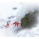 하얀세상 이미지