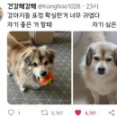 이쁜강아지 티스토리