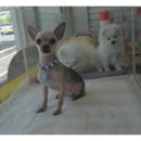 바비애견미용 이미지