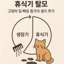 로젠비어 | 휴식기 탈모 — 고양이 털 빠짐 증가의 생리 주기