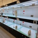 미유펫 강아지분양 고양이분양 전주점 이미지