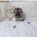 퍼피랜드 | 왕십리강아지분양 찾다가 웨스티 화이트테리어 보러 퍼피플라워 중랑점 방문한 실제 후기