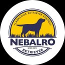 네발로 코리아 이미지