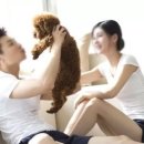 강아지집 미용실 이미지