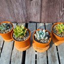 반려식물 다육토분 이미지