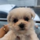 똥깡아지애견샵 이미지