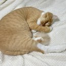 오묘 고양이카페호텔미용 이미지