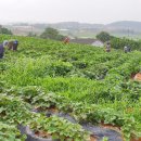 무안농장 이미지