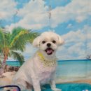 펫 살롱 파밀리에 이미지