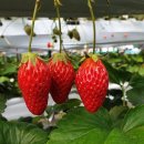 재인 농장 이미지