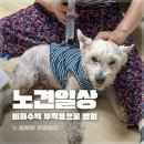 WR(부산광역시 북구)-[학사로]-하-5 | 개 신부전 강아지 피하수액 부작용 후기 열나고 흡수안됨 감염