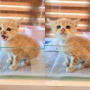 영일사슴 이미지