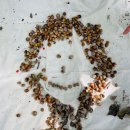 도토리의꿈 이미지