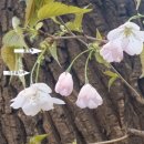 [김민철의 꽃이야기] 벚나무·왕벚나무에서 겹벚꽃·수양벚꽃까지 이미지