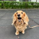 애견호텔 이미지