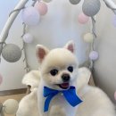 붕가붕가샵 이미지