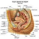 침술 마취로 '재왕절개수술' 한다 이미지