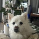 매자리길 | 경기 광주 강아지 장례식장 21그램 광주에서 고미를 보내주었습니다..