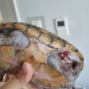 세교엘약국 이미지