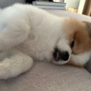 펫바스로 동탄 이미지