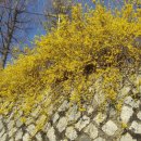 개나리공원 앞 이미지