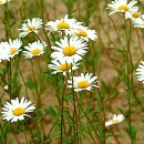 데이지 이미지