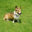 강서동물병원 이미지