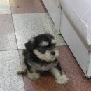 개귀여워 이미지