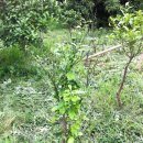 제주에 살아볼까 생각하면서 .... 이미지